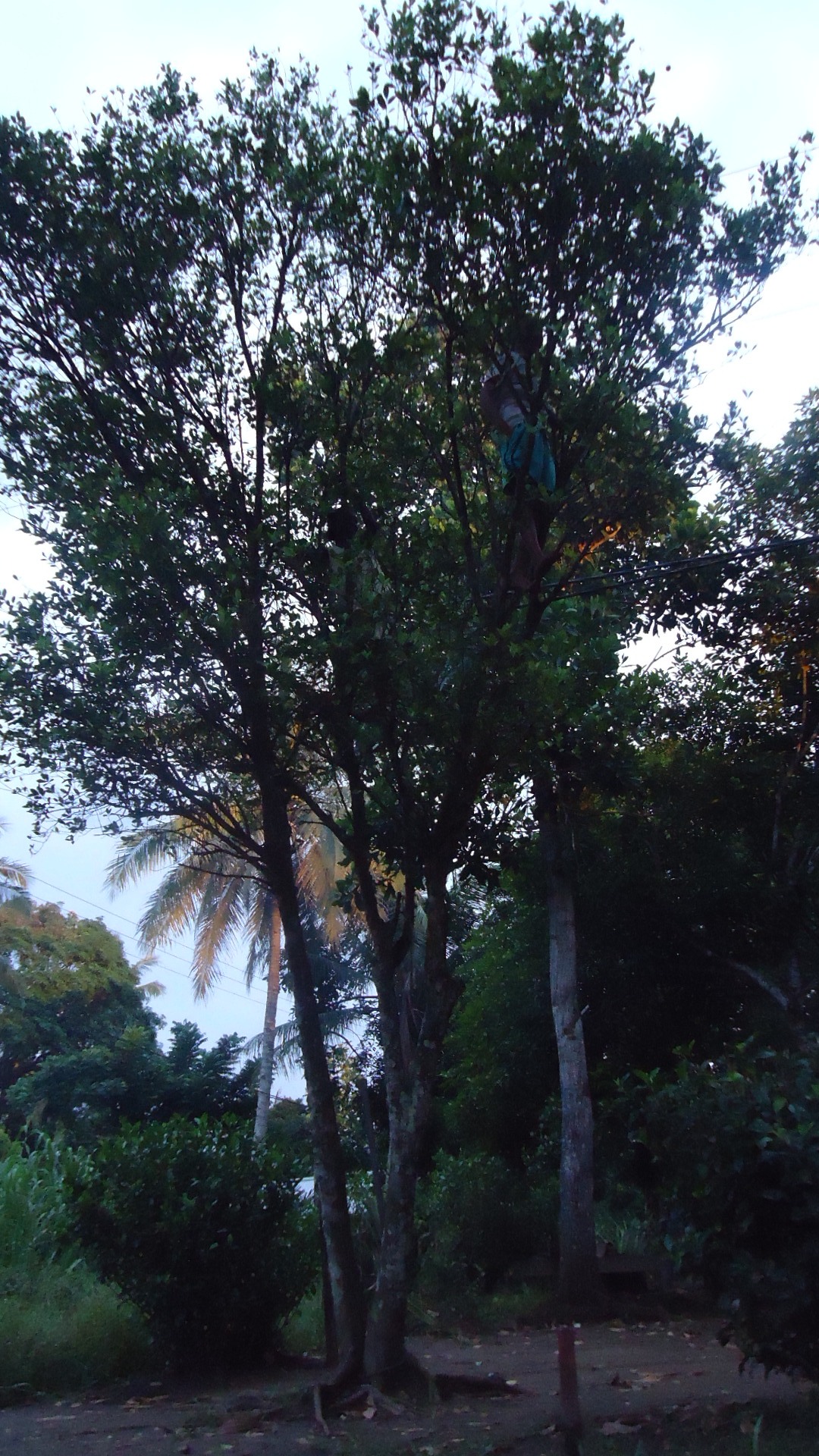 Girls Climbed the Tree