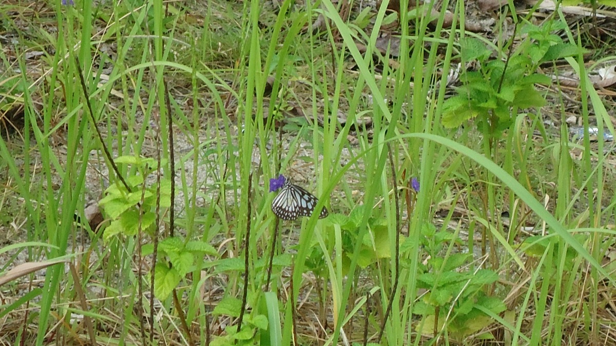 Butterflies everywhere in Berhala Island