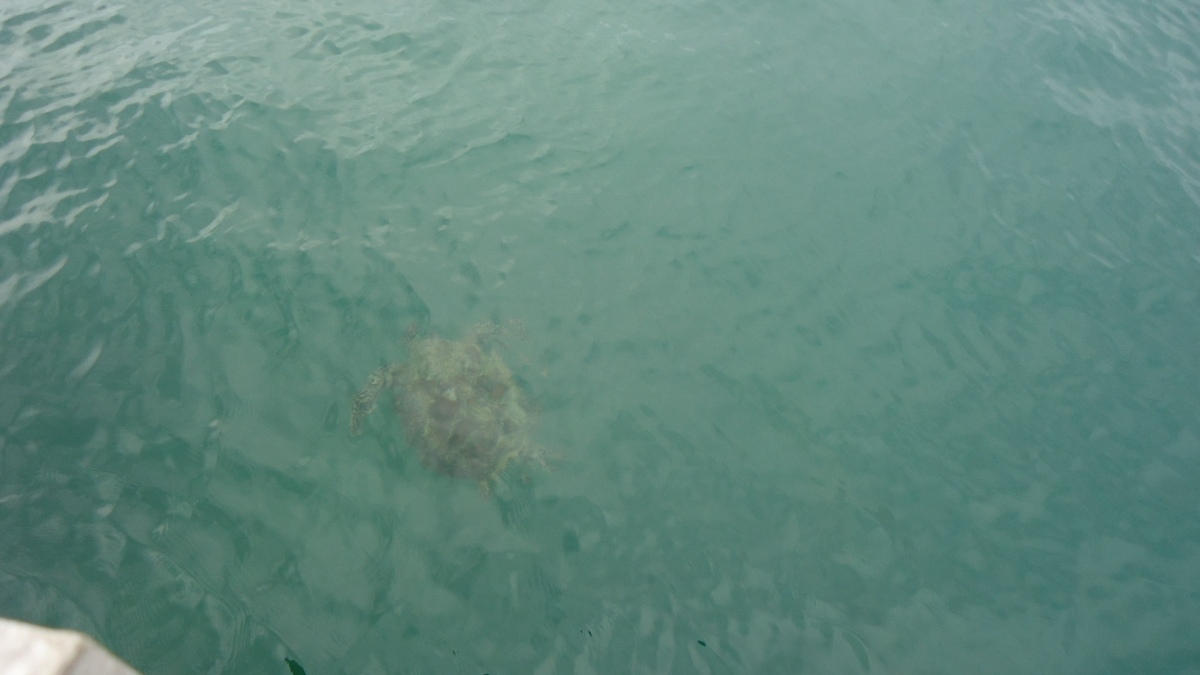 I swam with this turtle.. Amazing or AAAAAMMMMAAAAZIIIIING