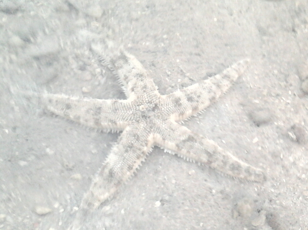 This kind of Starfish were everywhere in Lipi Beach